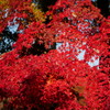 紅葉 181213
