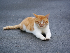 猫 2007102