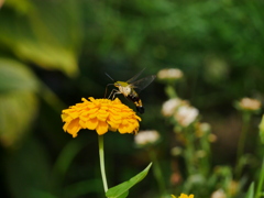 昆虫 20081716