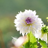 花 20090818