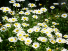 花 2005019