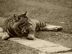 猫 2003098