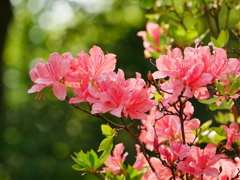 花 2005015