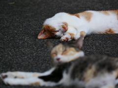 猫 2008043