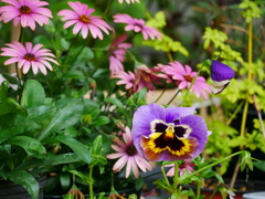 花 20050513