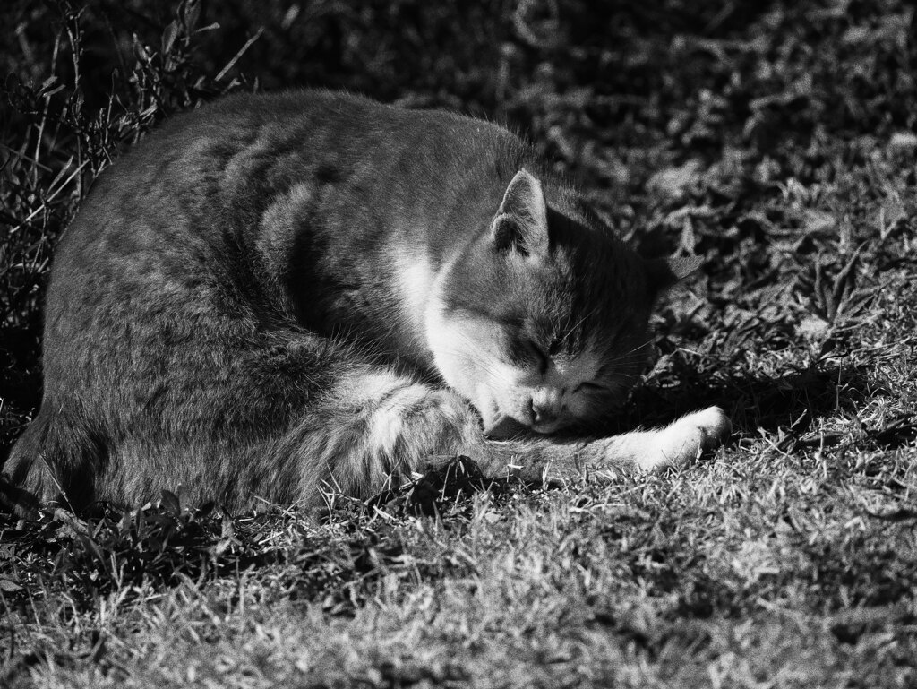 猫 20011610
