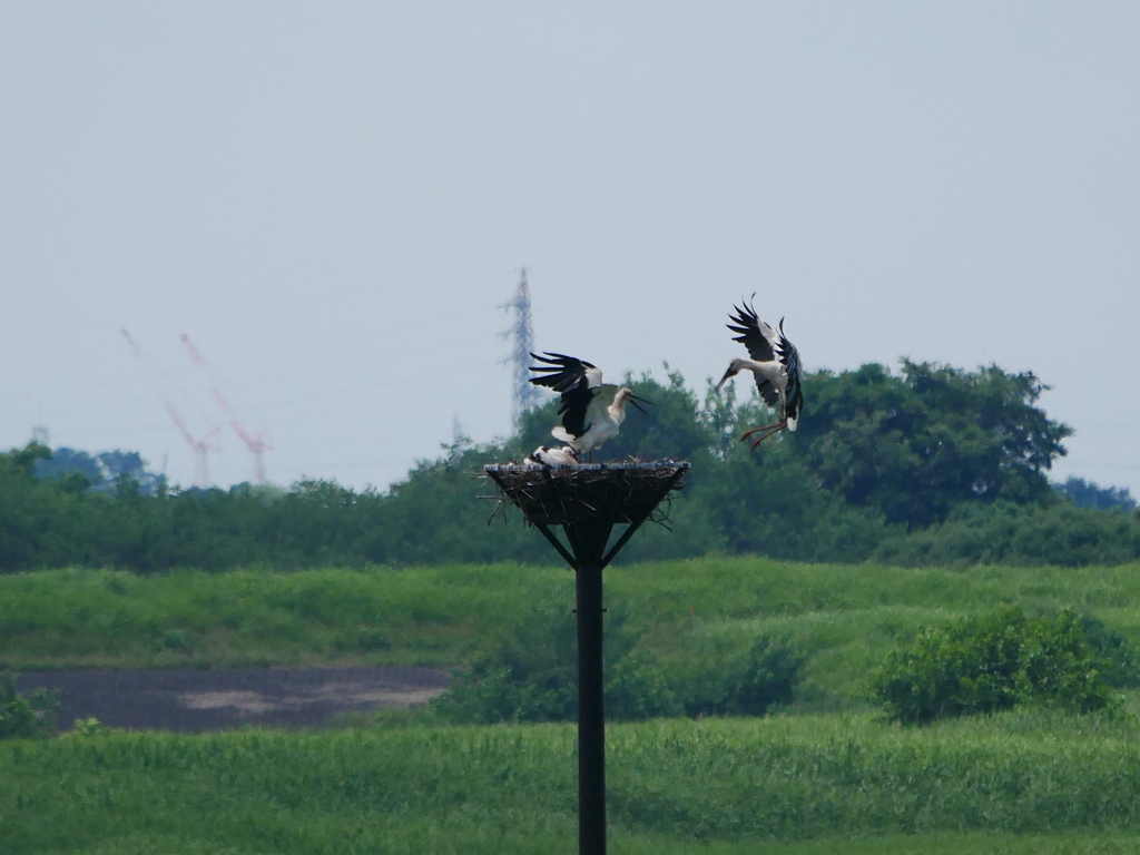 コウノトリ 2006291