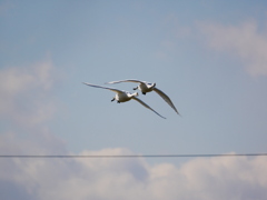 ハクチョウ 2001314