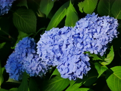 花2006173