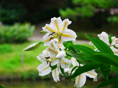 花 20071311