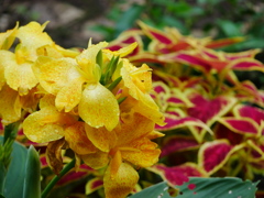 花 2007316