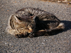 猫 2001304