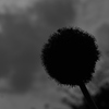 昆虫 2005258