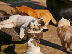 猫 2003238