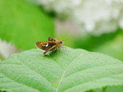 昆虫 2006231