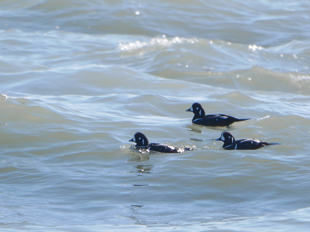 シノリガモ 2001201