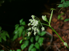 花 2008283