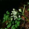 花 2008283