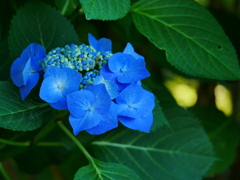 花20061712