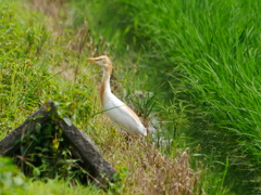 アマサギ 2007221