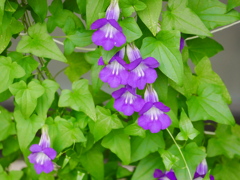 花 2005315