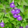 花 2005315