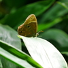昆虫 2008281