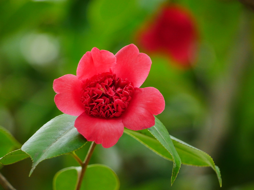 花 2005057