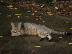 猫 2007109