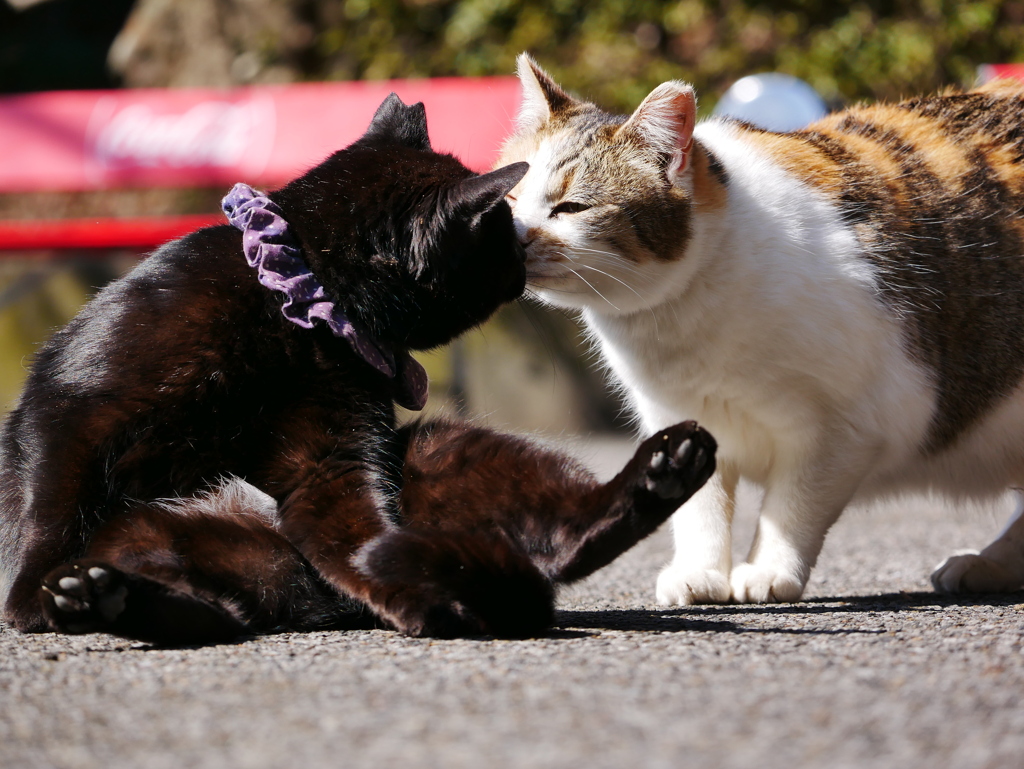 猫 20022118