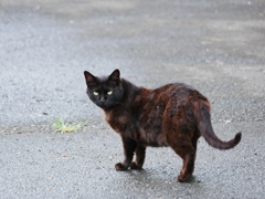 猫 2007101