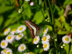 昆虫 2005085