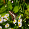 昆虫 2005085