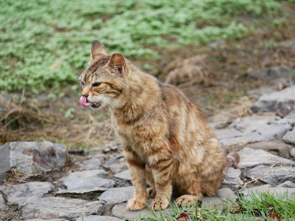 猫 20071014