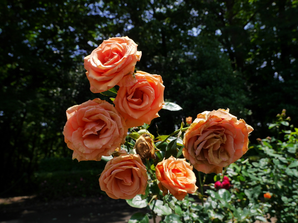 花 20061512