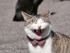 猫 20022112