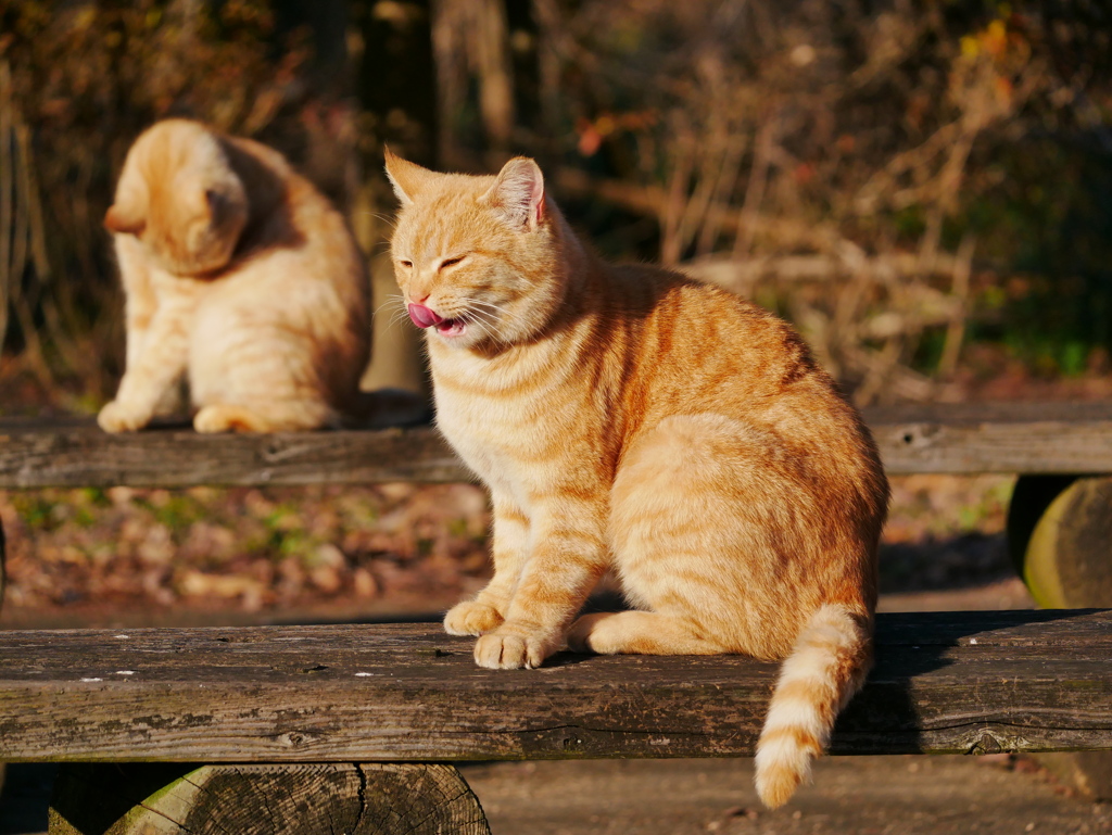 猫 1912165
