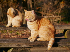 猫 1912165