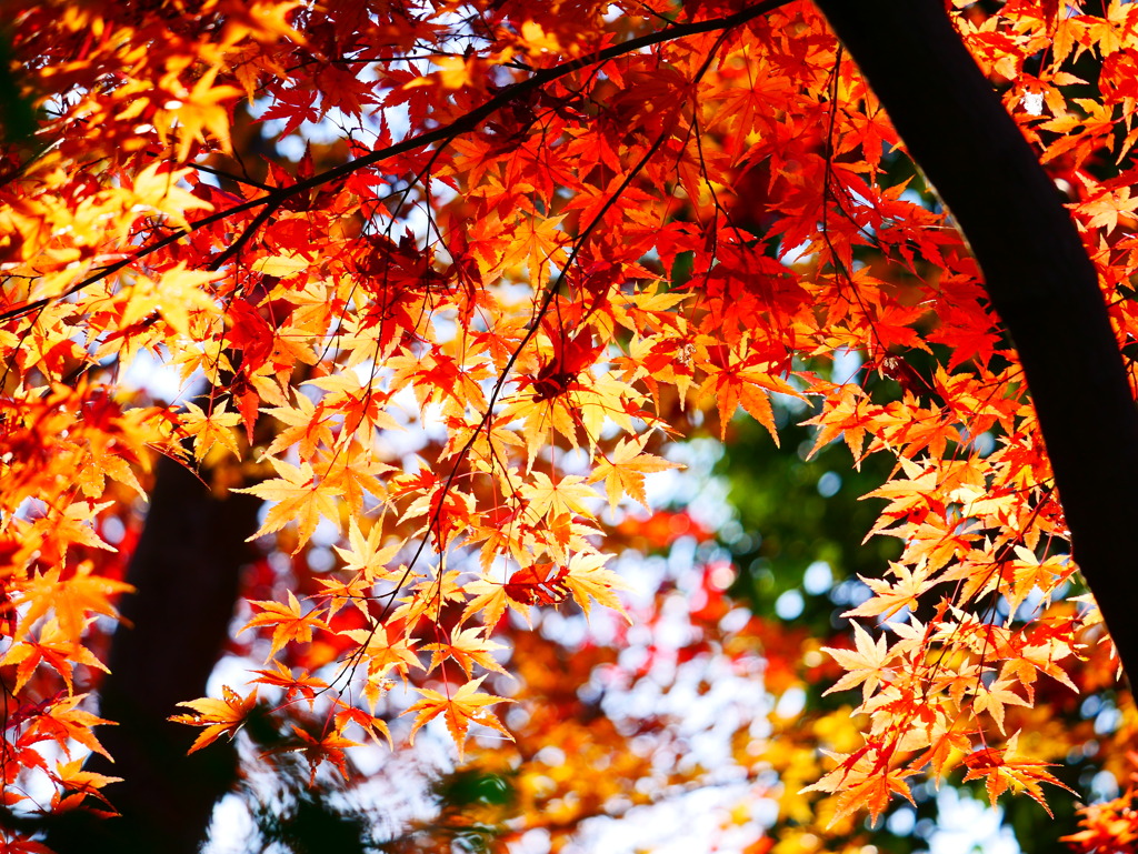 紅葉 1812511