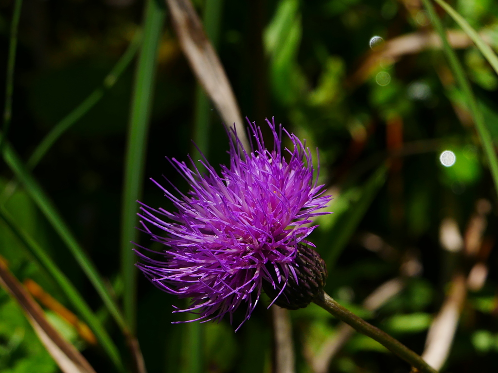 花 2008282