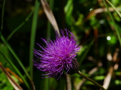 花 2008282