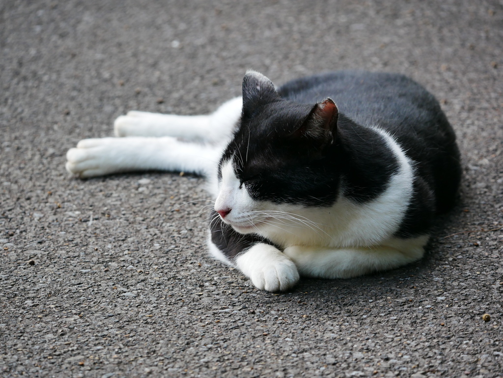 猫 2008041