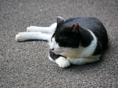 猫 2008041