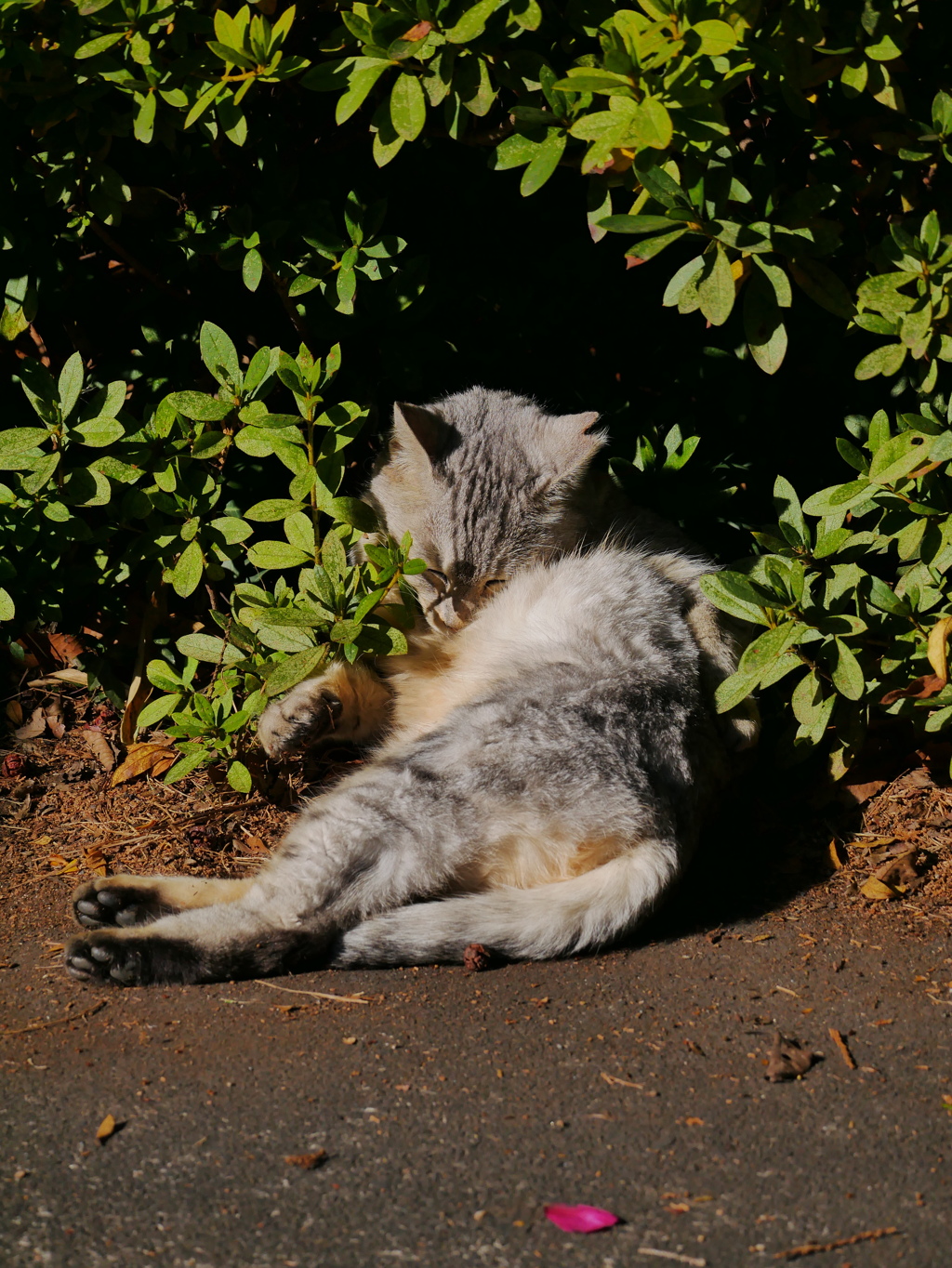 猫 1912294