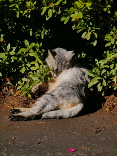 猫 1912294