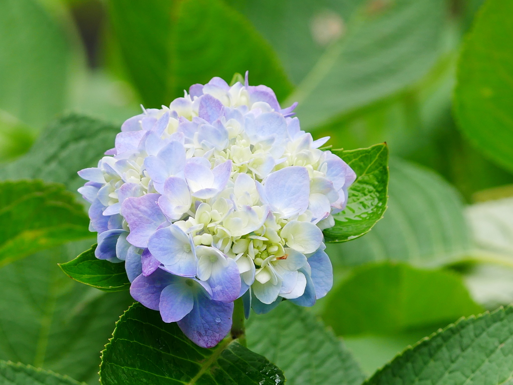 花 2007317