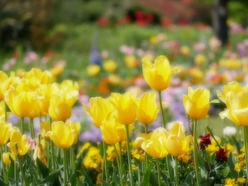 チューリップ 2004258