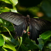 昆虫 2005292