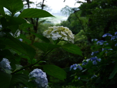 アジサイ 20062925