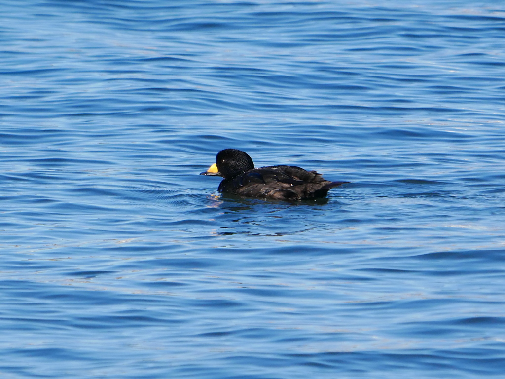 クロガモ 2002282